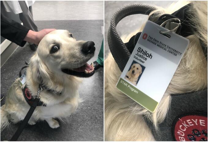 Perro con trabajo