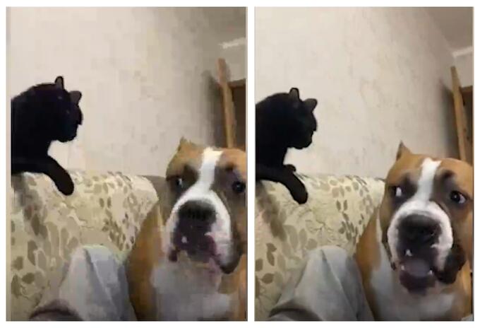 Perro y gato peleando Perro y gato peleando