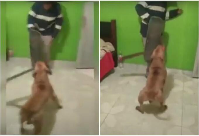 Perro ataca con machete Perro ataca con machete