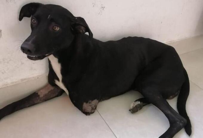 Negro, perrito agredido en Purificación (Tolima).