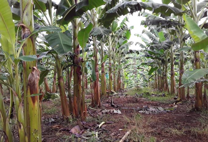 Los líderes productores están buscando los mecanismos para acceder al seguro de cosecha