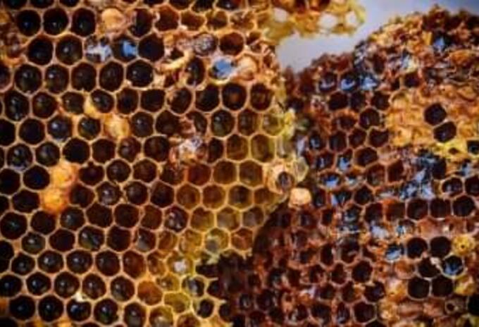 Abejas, Archivo RCN Radio