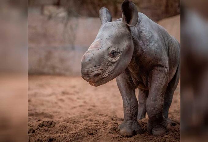 Rinoceronte negro que nación en zoológico