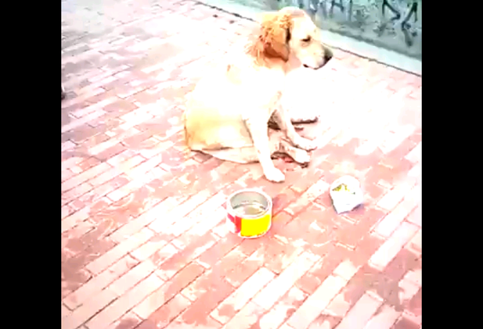 Perrita fue abusada sexualmente y apuñalada en el sur de Bogotá