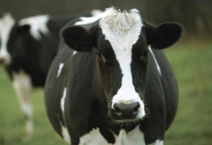 Vacas , ganado en el Tolima