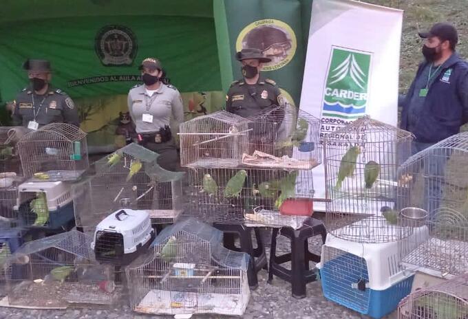 Mas De 40 Animales Que Estaban En Cautiverio Rescatados En Risaralda Rcn Radio