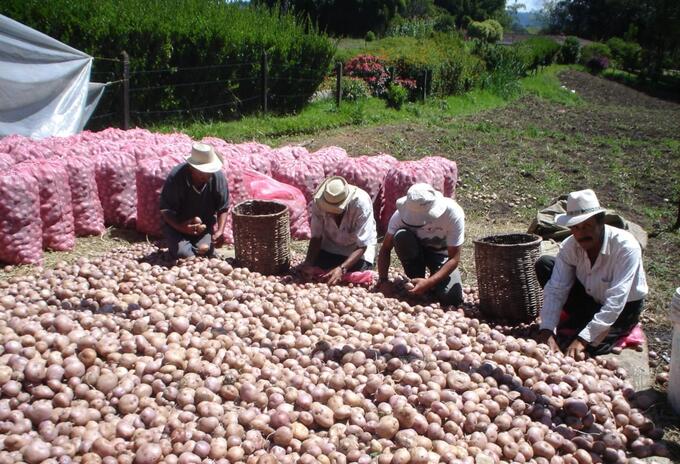 Producción de papa en Antioquia.