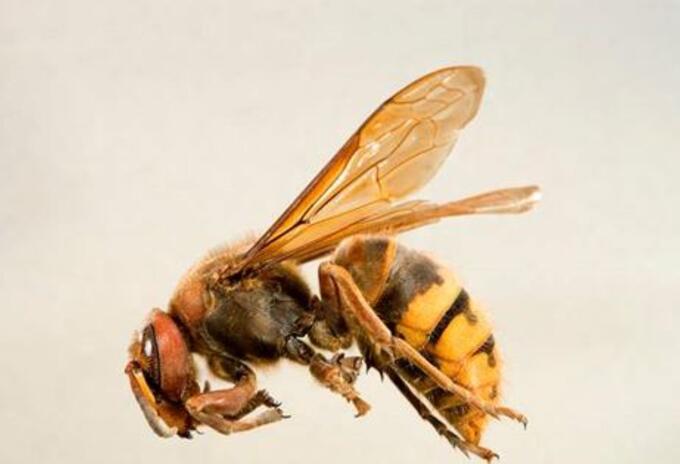 Avispón gigante.