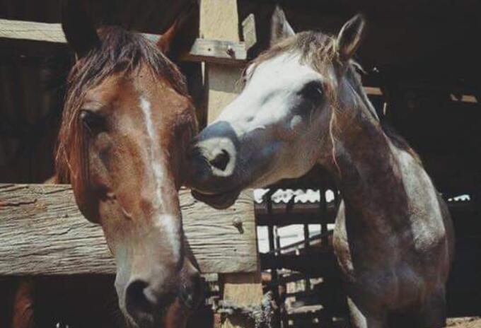 Caballos cocheros