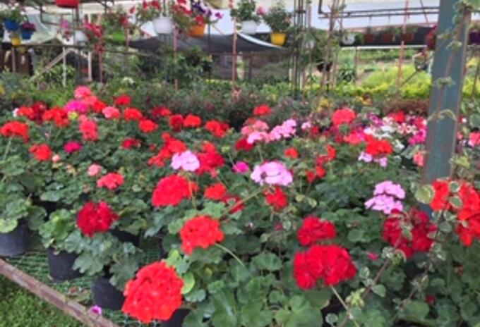 Las flores y sus colores.