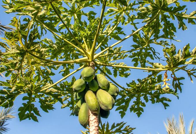 Pérdidas en cultivos de papaya