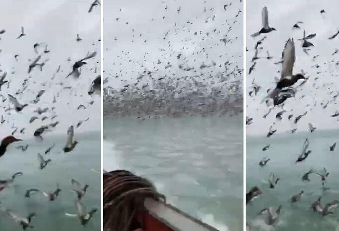 Patos volando