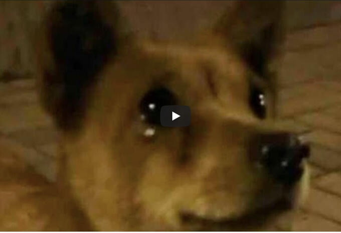 Perro llora al recibir alimento