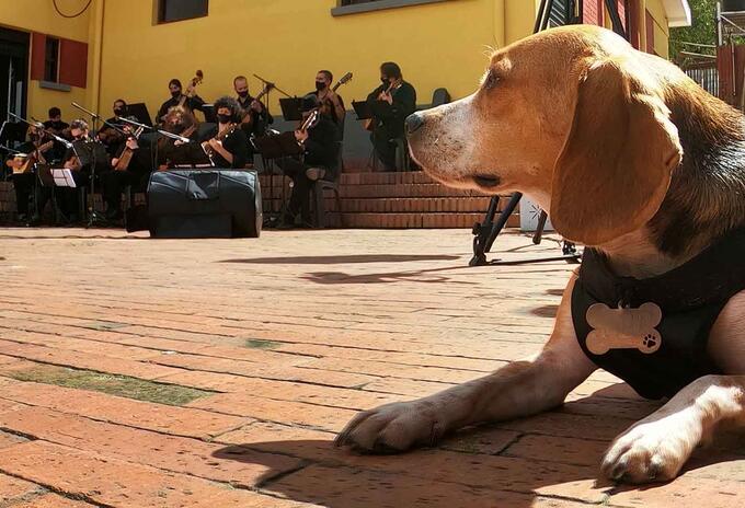 Realizan concierto en Bogotá por los derechos de los animales