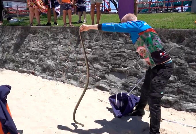 Serpiente hallada cerca de parque infantil