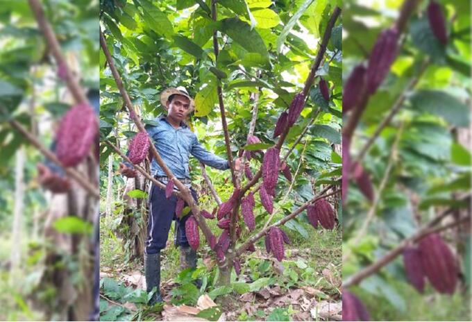 En San Vicente de Chucurí el año pasado hubo producción de 9 mil toneladas de cacao.