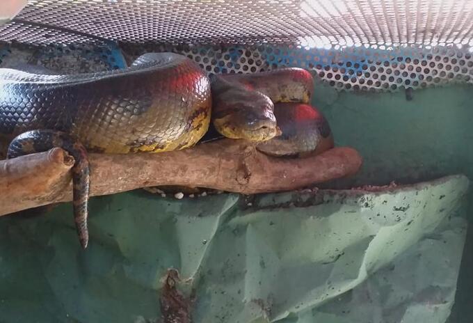 Rescate anaconda
