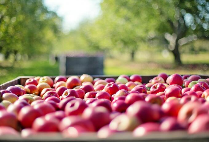 Foto de referencia manzanas Foto de referencia manzanas