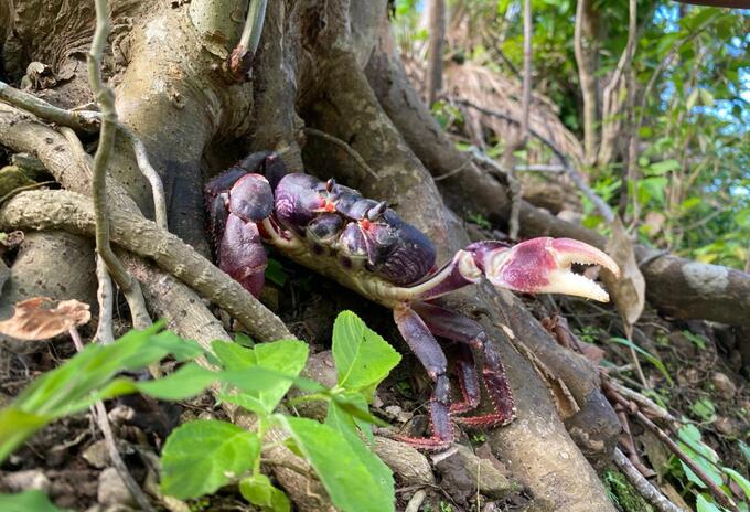 Cangrejo negro, especie en vía de extinción.