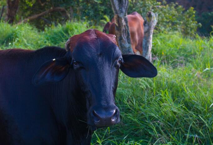 Foto de referencia Vaca Foto de referencia Vaca