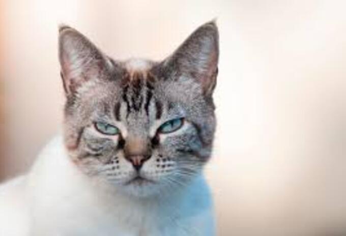 Gato