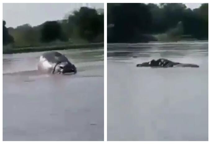 Hipopótamo en el río Magdalena