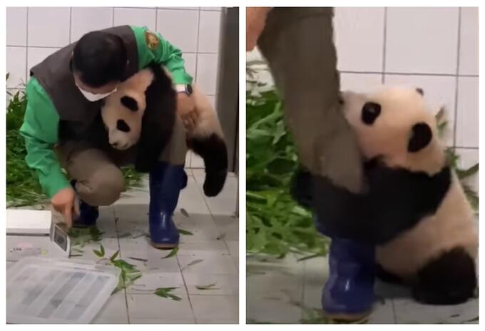 Bebé panda en zoológico de Corea del Sur