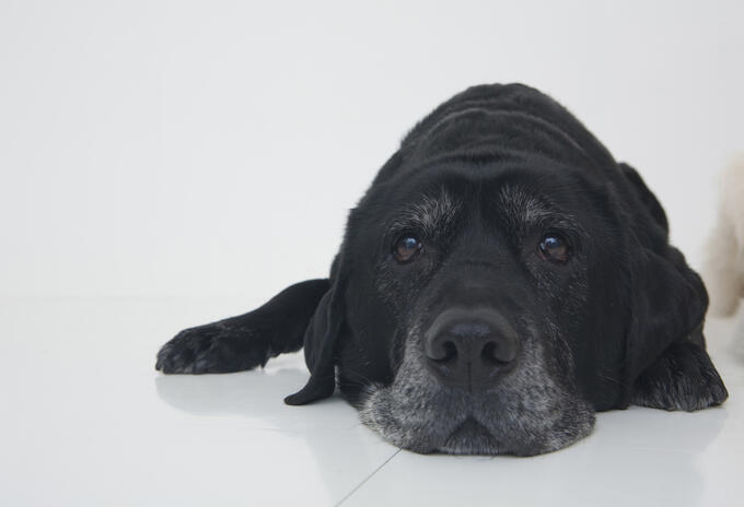 Perro referencial