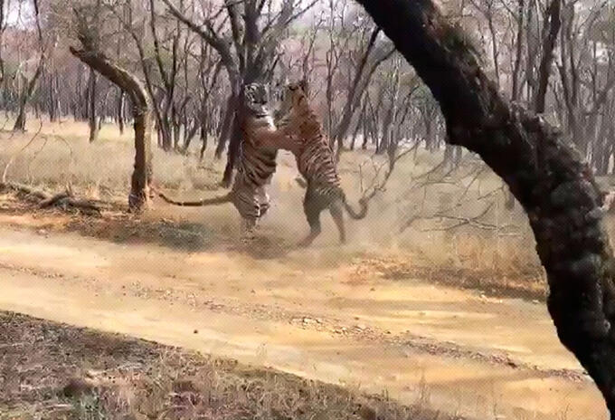 Los tigres enfrentados en parque de India