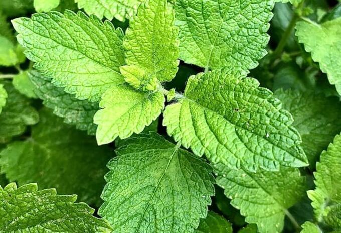La hierbas aromáticas de las mujeres de Chipaque