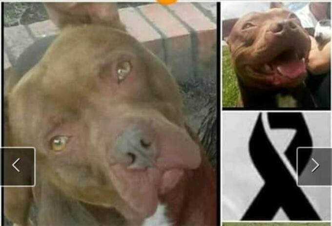 Perro que murió Perro que murió