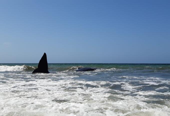 La ballena fue avistada ayer en la mañana.
