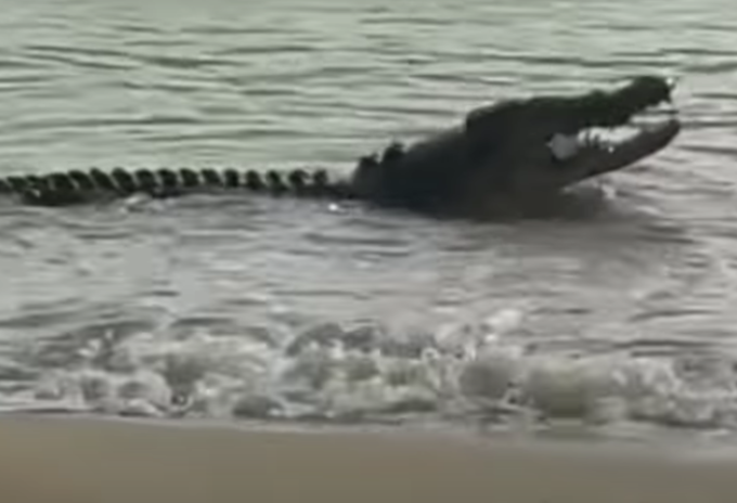 Cocodrilo se come un tiburón