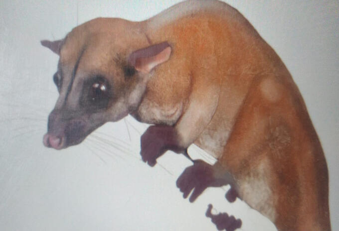 Autoridades ambientales están planeando estrategias para proteger la especie