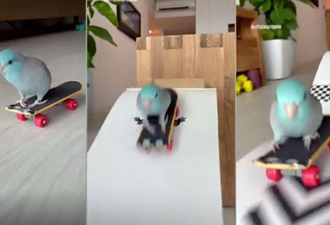 Loro skater