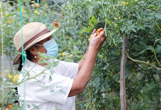 Cultivadores de Chía