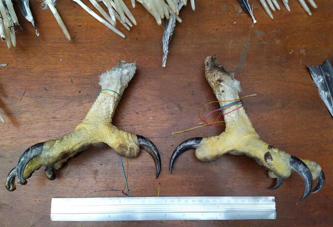 Patas de águila
