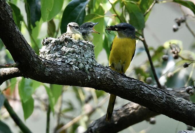 Aves en las ciudades.