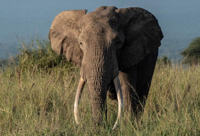 Elefante