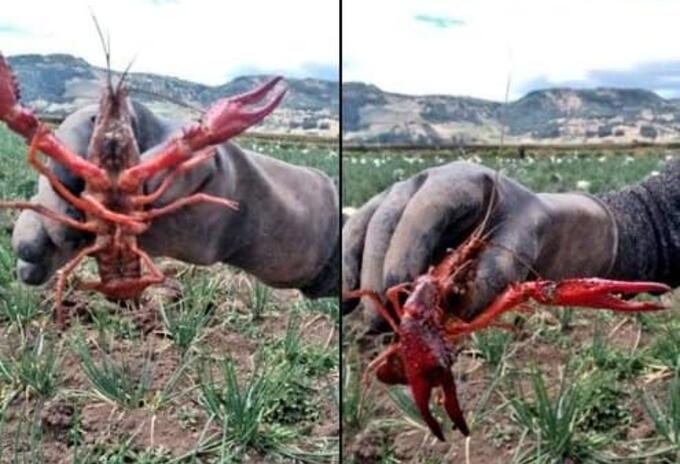 Tota, Boyacá, langostas, plaga, invasión