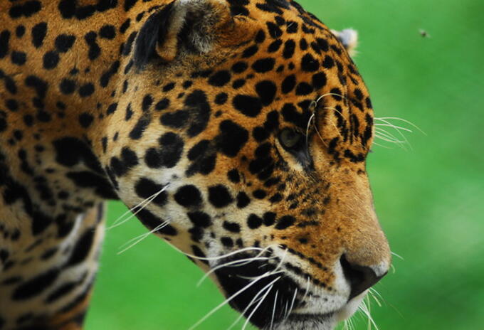 JAGUAR JAGUAR