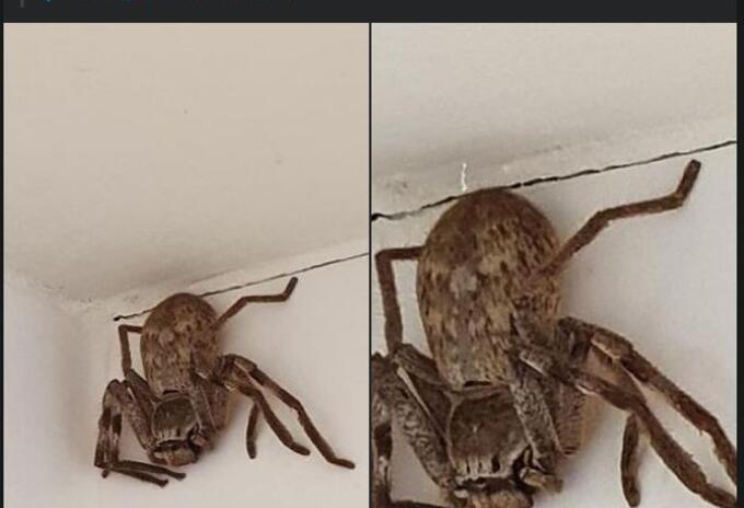 Araña gigante en Australia