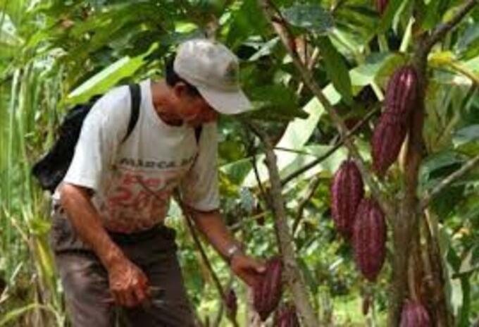 cultivos de cacao en Norte de Santander