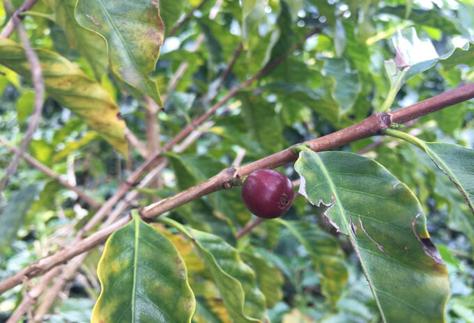 Lluvias afectan la producción de café en el Quindío