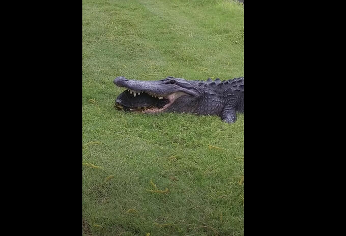 Cocodrilo intenta matar a tortuga