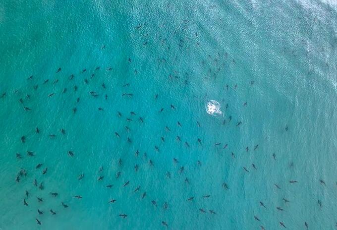 Invasión de tiburones en Miami