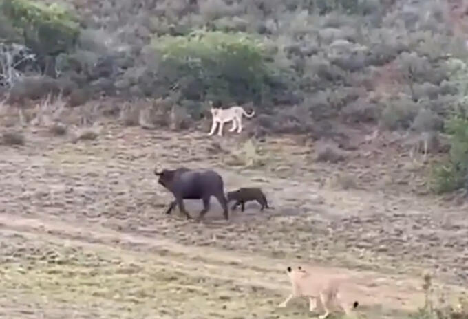 Madre búfalo y su cría