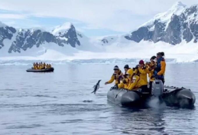 Pingüino salta a bote