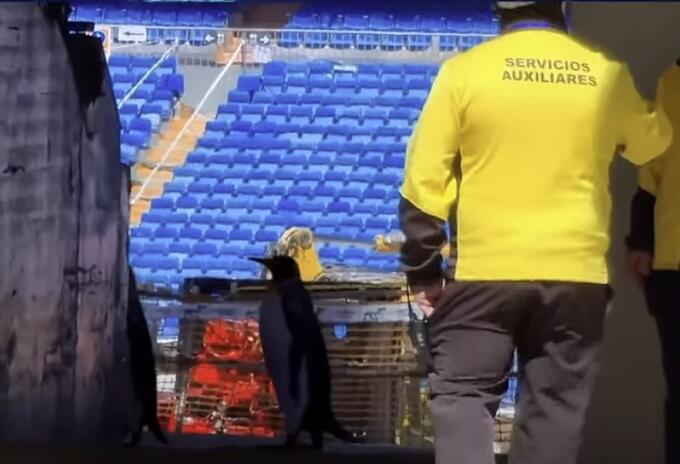 Pingüinos en el Bernabeu