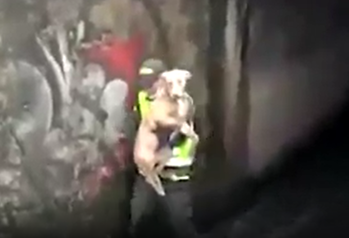 Policía de Bogotá salva a perro de ahogarse